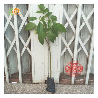 combo 5 cây kèn hồng cây giống cao từ 20-35 cm