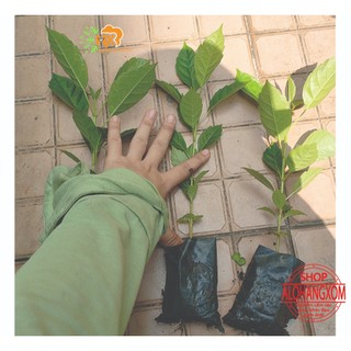 combo 5 cây kèn hồng cây giống cao từ 20-35 cm