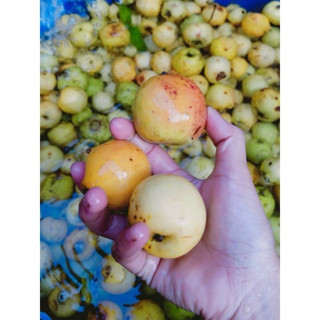 1kg quả táo mèo tươi