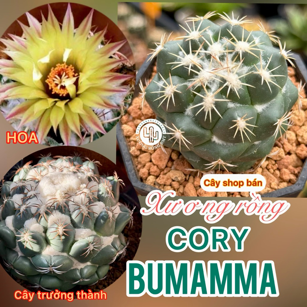 1 cây xương rồng Coryphantha Bumamma Thái lan 5cm-6cm, dòng cao cấp không phải loại thường, giao ngẫu nhiên
