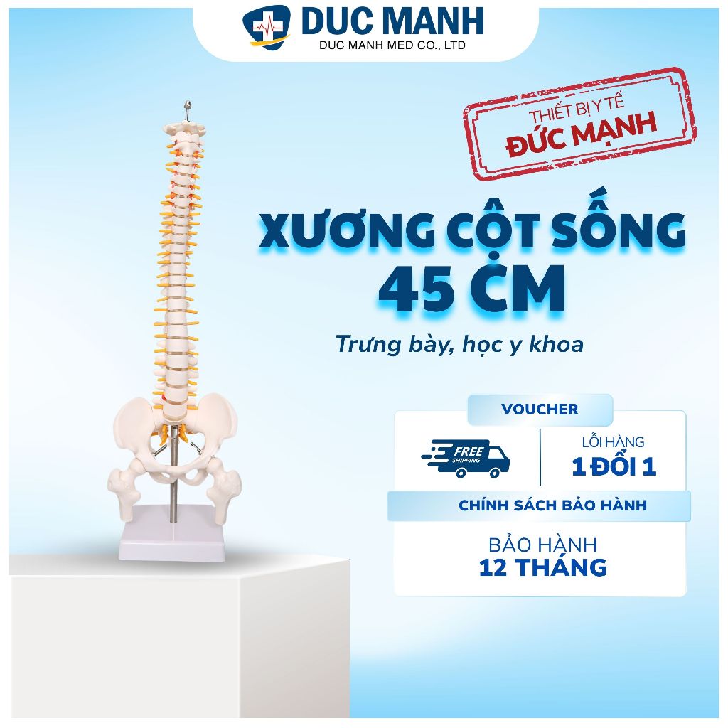 (Giá kho) Mô hình xương cột sống 45 cm, mô hình cột sống