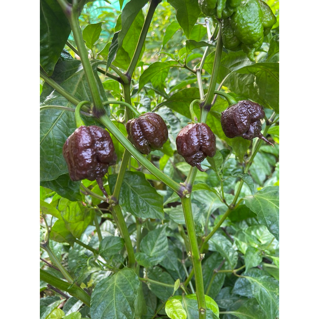 Combo 2 cây giống ớt carolina reaper chôcolate