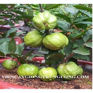 Cây ổi Nữ Hoàng TháiLand cao từ 80-100cm