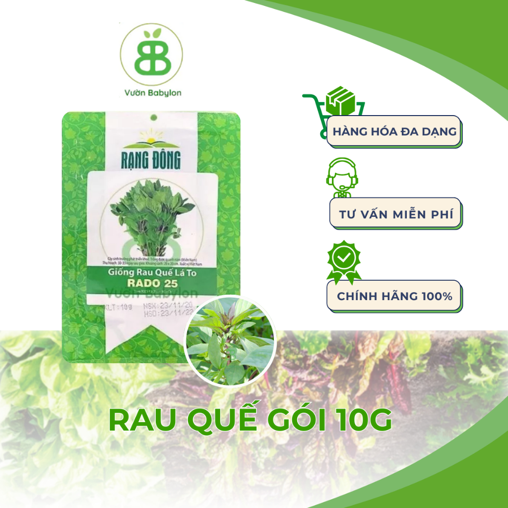 Hạt Giống Rau Quế Lá To Rạng Đông, Thơm Ngon, Nảy mầm Tốt, Dễ Trồng Vuonbabylon - Gói 10G