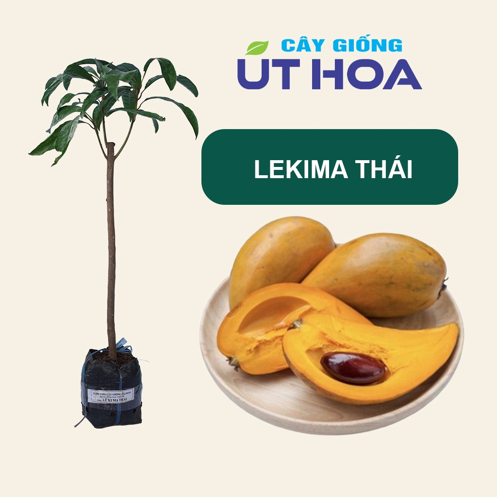 Cây giống Lekima Thái – Quả Vàng, Dinh Dưỡng Cao