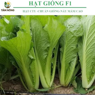 GÓI 10g Hạt giống cải bẹ xanh cải canh khổng lồ – Rau to, giòn ngọt, năng suất cao