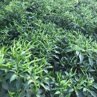 150-200 HẠT GIỐNG ỚT CHỈ THIÊN GALAXY F1_ Nảy mầm 95%