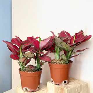  Cây Vạn Lộc Lá Đỏ 2 Thân 1 Chậu Cây Để Bàn Phong Thuỷ Hút May Mắn Tài Lộc Trang Trí Vườn 