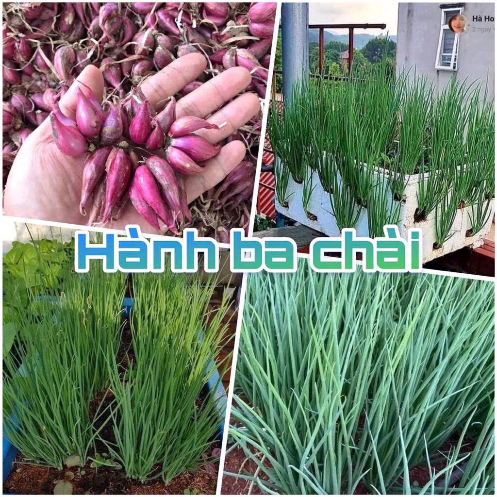 1kg hành ba chài trồng ăn lá, hành giống, hành trồng lấy lá, gia vị cho bữa ăn. giống chuẩn