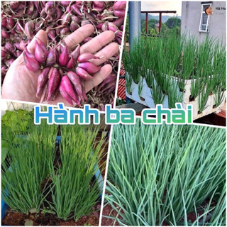 1kg hành ba chài trồng ăn lá, hành giống, hành trồng lấy lá, gia vị cho bữa ăn. giống chuẩn