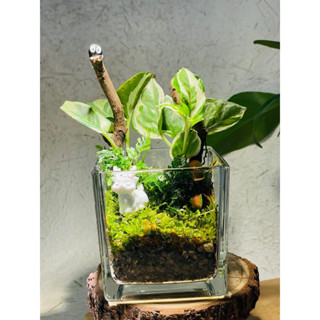   KÈM TÚI  Món quà nhỏ – mang cả khu rừng bình yên đến góc bàn bạn 🌿  Hoả tốc  