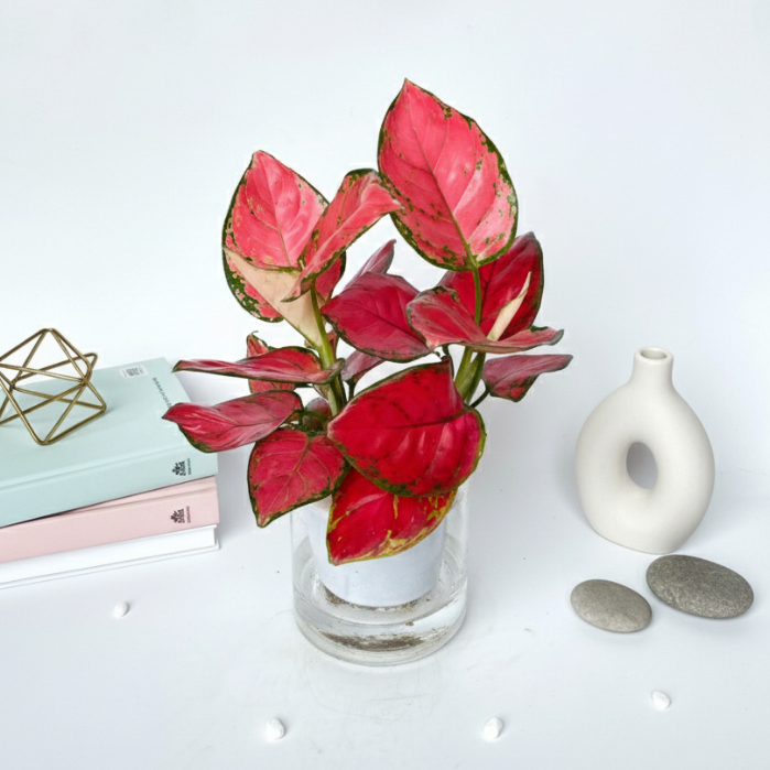 Chậu vạn lộc đỏ - vạn lộc chậu thủy tinh, trang trí bàn làm việc, chiều cao 20cm