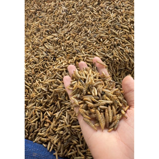 [Trùm Sâu Canxi Bán Giá Sỉ] 4 Túi -2kg giá chỉ 189k sâu canxi sấy khô dinh dưỡng cho thú cưng, gà đá, cá cảnh, chim cảnh