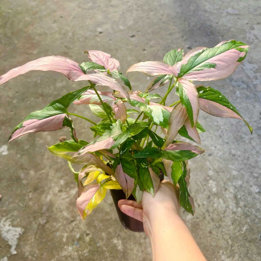 Trầu bà Var hồng (Syngonium pink splash) trầu bà lá én chậu to đẹp như hình