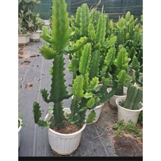 Cây xương rồng 3 cạnh ( có thể trồng làm giống )