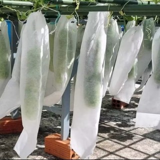 TÚI VẢI {20x 50}  BỌC BÍ XANH. BỌC BẦU. DƯA GANG...