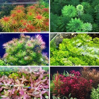 Cây thủy sinh cắt cắm (Lá cạn) trang trí hồ cá cảnh