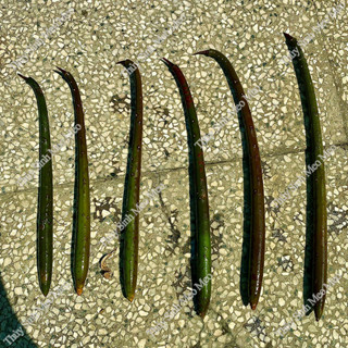  10 trái đước cây thủy sinh bán cạn ghim ngăn lọc hỗ trợ khử độc lọc nước hấp thụ các chất dinh dưỡng thừa trong bể cá 