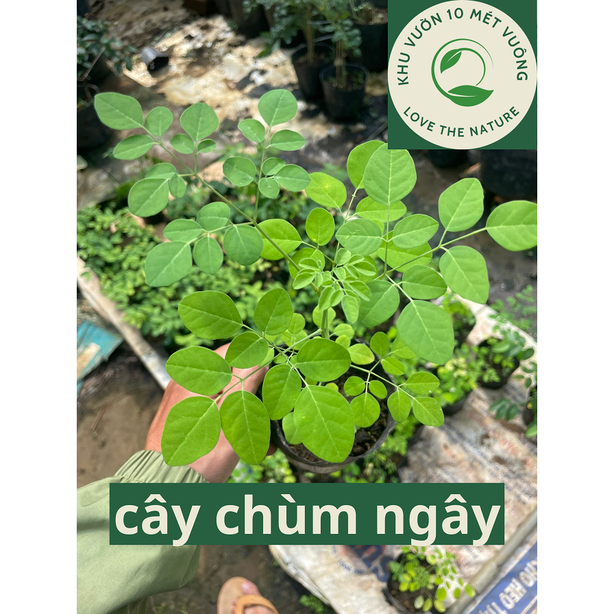 Combo 5 Cây Chùm Ngây - Ba Đậu Dại - Bầu Giống Ổn Định, Cây Lâu Năm - Đa Công Dụng - Giàu Dinh Dưỡng