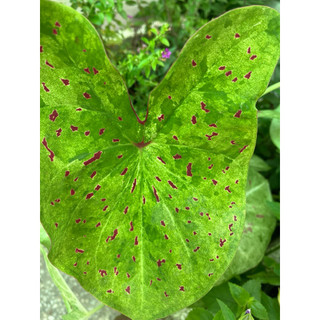 Chậu môn kiểng caladium