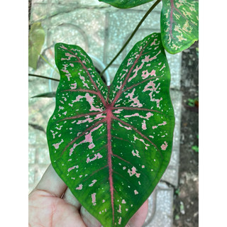 Chậu môn kiểng caladium