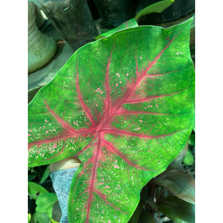 Chậu môn kiểng caladium