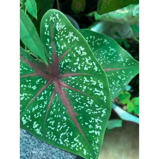 Chậu môn kiểng caladium