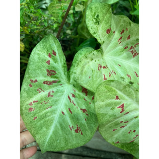 Chậu môn kiểng caladium