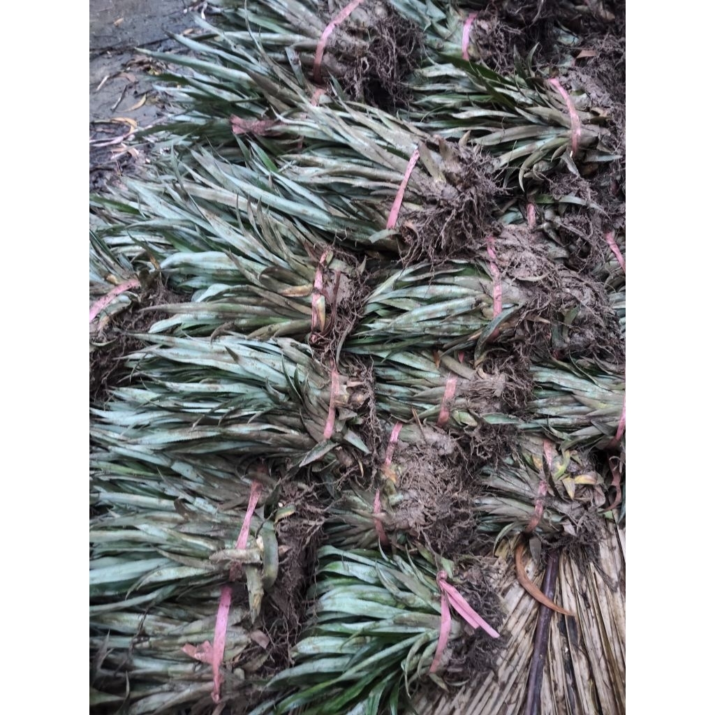 Combo 110 cây giống khóm Queen _ Cây khóm giống Cầu Đúc _ Cây khóm giống Tắc Cậu