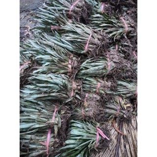 Combo 110 cây giống khóm Queen _ Cây khóm giống Cầu Đúc _ Cây khóm giống Tắc Cậu