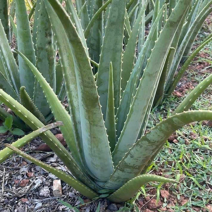 Bụi to Nha đam Mỹ cao (cây trưởng thành cho bẹ cực to) Nha Đam giống Mỹ