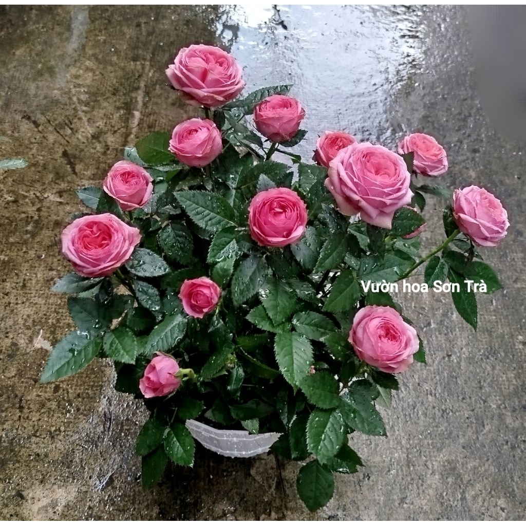 (VHST giao trong ngày) CÂY HOA HỒNG HÀ LAN màu hồng cánh lụa (màu theo đợt).