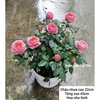 (VHST giao trong ngày) CÂY HOA HỒNG HÀ LAN màu hồng cánh lụa (màu theo đợt).