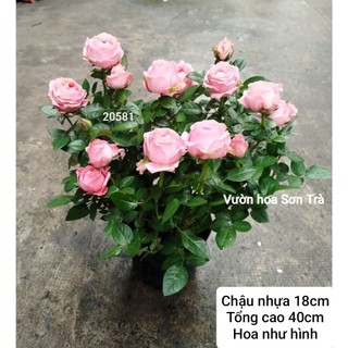 (VHST giao trong ngày) CÂY HOA HỒNG HÀ LAN màu hồng cánh lụa (màu theo đợt).