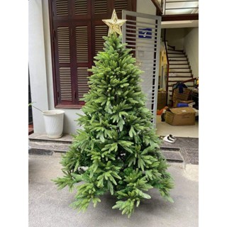  Cây thông Noel Mẫu mới 2025. Cây thông cước nở hoa cây thông phủ tuyết cao 2m 