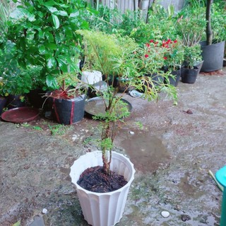 Chậu Cây Đinh Lăng Lá Nhỏ 50cm
