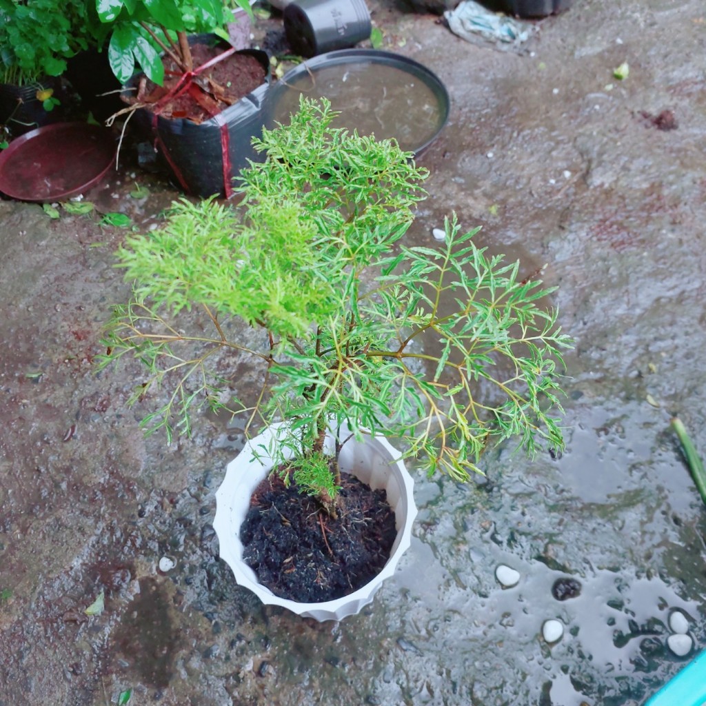 Chậu Cây Đinh Lăng Lá Nhỏ 50cm