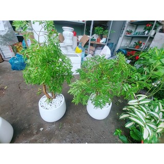 Chậu Cây Đinh Lăng Ăn Lá 50cm