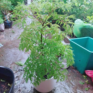 Chậu Cây Đinh Lăng Ăn Lá 50cm