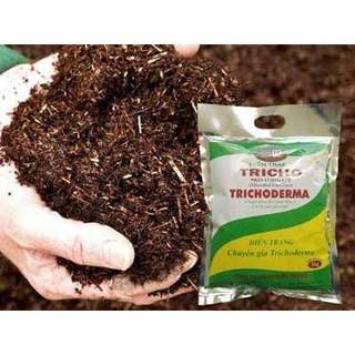 Nấm đối kháng Trichoderma trong việc ủ phân, diệt trừ nấm bệnh, kích thích sinh trưởng và cải tạo đất