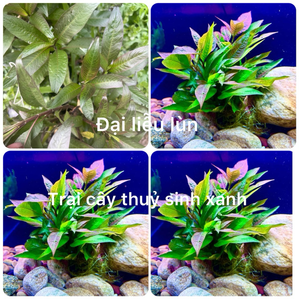 cây thuỷ sinh Đại Liễu lùn cây thủy sinh cắt cắm đẹp dễ trồng không cần CO2