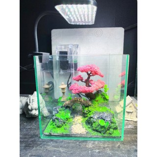  Bể cá mini cubic 20 kèm layout   cảm kết như hình  