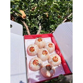 [ JENNY FRUIT ] Thùng Lê Nhật giòn ngọt - thùng 4kg