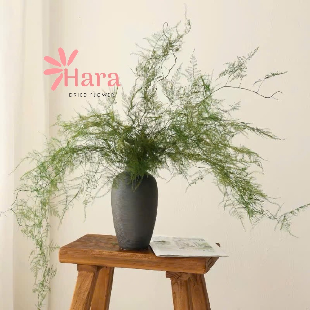 Kim Thủy Tùng Khô Lá Dài  – Lá Khô Decor Vintage Trang Trí – Hoa Khô Hara