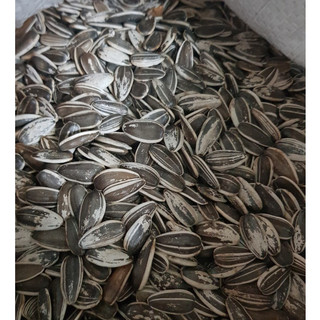   Hạt cho động vật ăn  Hạt Hướng Dương sọc lớn cho vẹt sóc hamster ăn gói 500g - 1kg  Tươi Sống chưa rang  