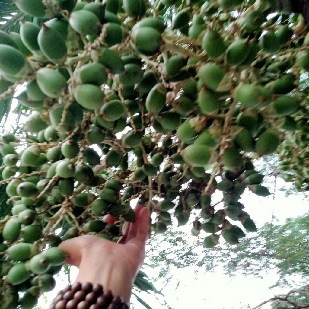 (MIỄN PHÍ VẬN CHUYỂN)1 kg trái cau kiểng tươi, buồng quả cau kiểng, cây nhà trồng