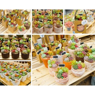  Set quà tặng sen đá trồng sẵn chậu đất nung 8cm màu ngẫu nhiên thích hợp làm quà tặng bạn bè  người thân đồng nghiệp 