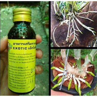Kích Rễ Exotic Thái Lan chai 100ml