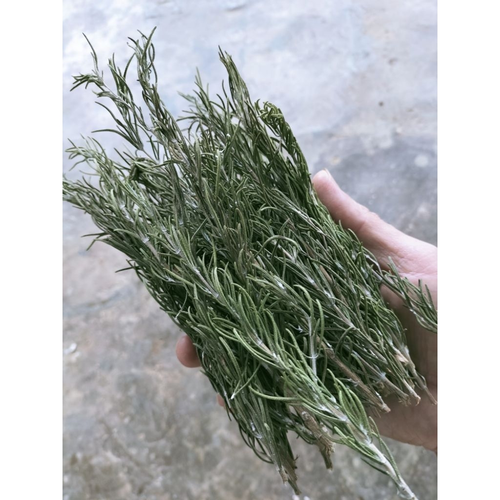 Lá Hương Thảo sấy lạnh nguyên cành ( túi 20 - 30 cành)