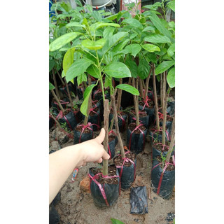 Cây Bòn Bon Thái Ghép Nhanh Ra Quả